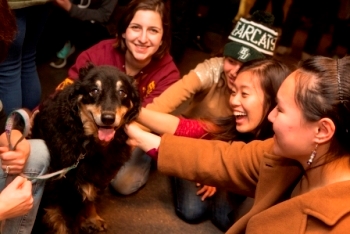 Therapy Dog Group
