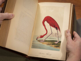 Flamingo from Audubon's Birds of America