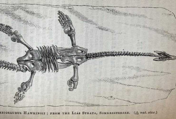 Illustration 73 from Petrifactions, showing Hawkins' pleisiosaur