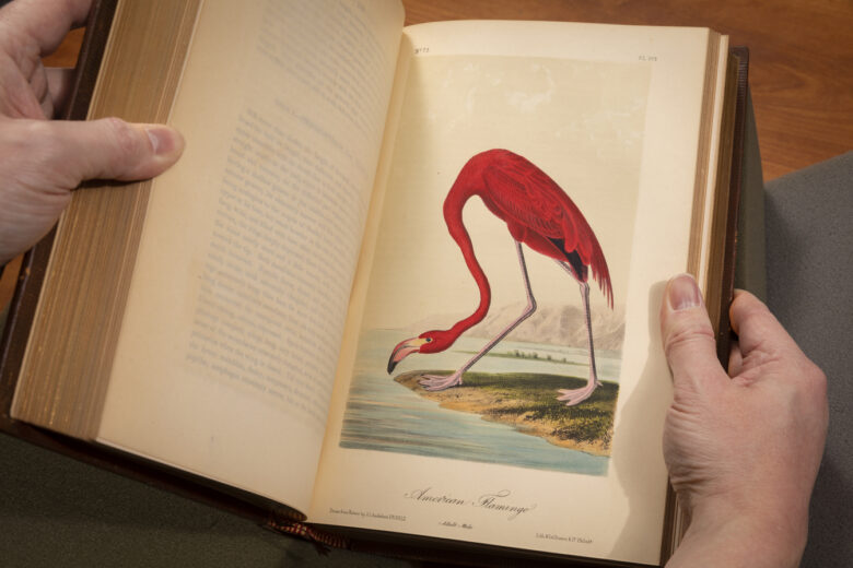 Flamingo from Audubon's Birds of America