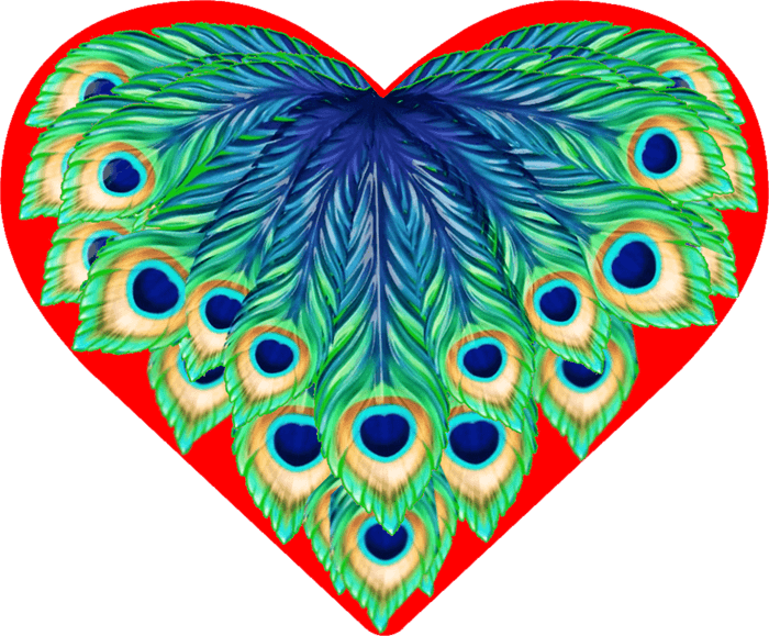 illustration of a red heart with blue and green peacock feathers on top.