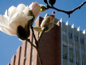 A photo of the top of Bartle Library Tower with a spring flower in the foreground