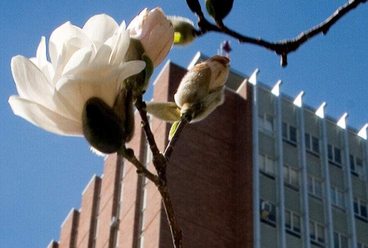 A photo of the top of Bartle Library Tower with a spring flower in the foreground
