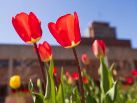 Photo of tulips in the foreground with the Bartle Library building in the background.